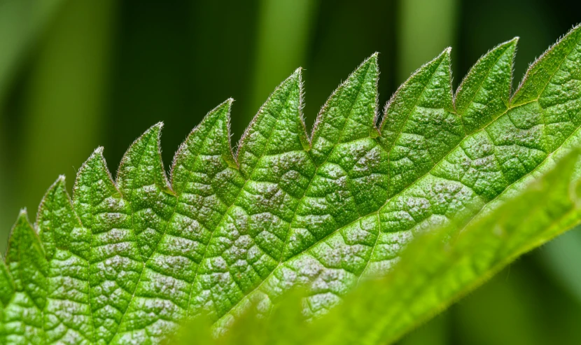 closeup of a green leaf with some freckling