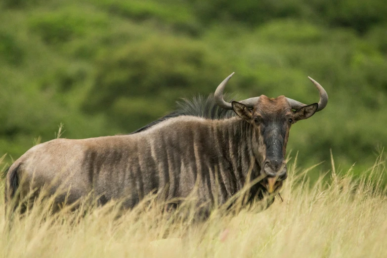 a large brown bull standing next to a lush green field