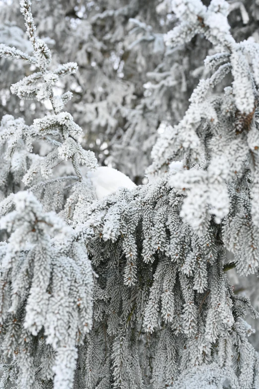 snow covered fir trees on a snowy day