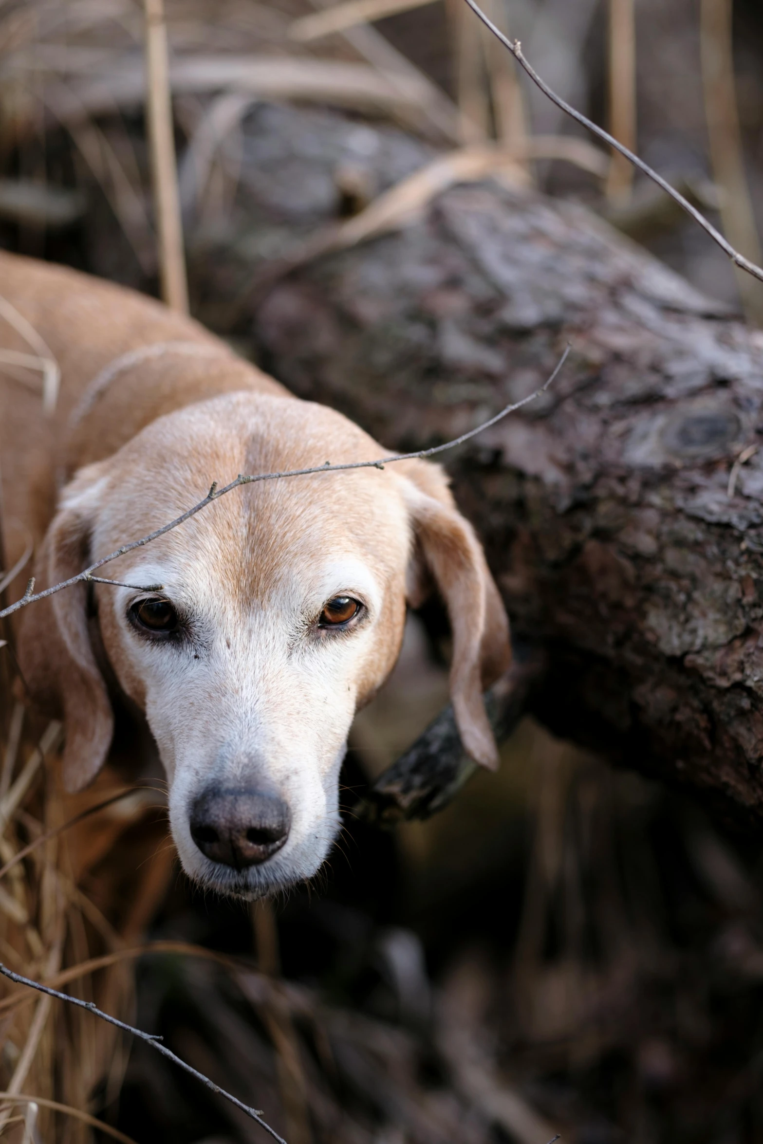 a brown dog is looking off in the distance