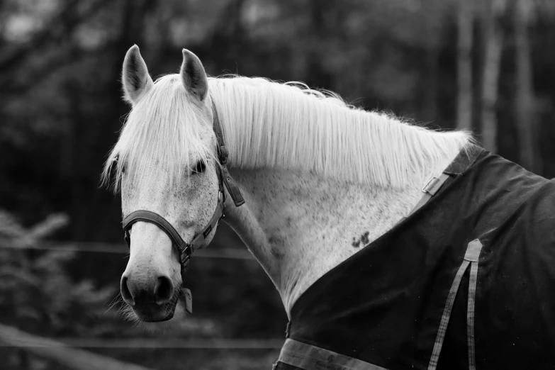 a close up view of a horse wearing a mask