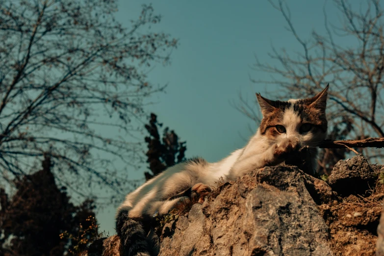 a white and grey cat reaching up to grab soing