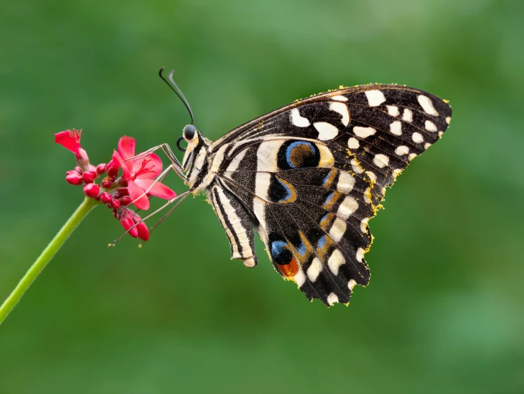 two erflies are perched on a pink flower