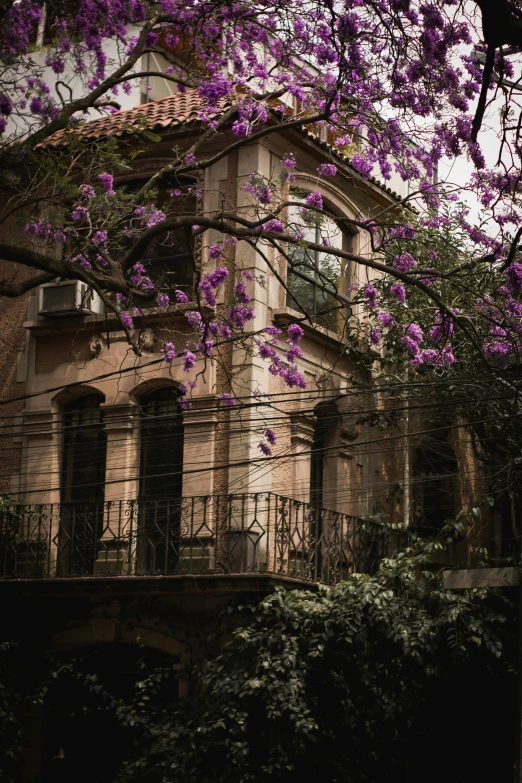 tree blooming on the top of an old building