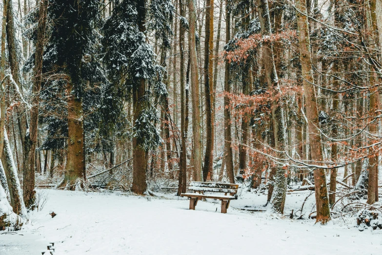 a snowy path through the woods leads to a bench