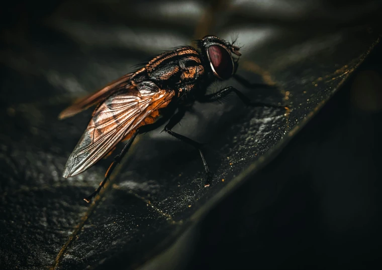 a close up s of a black and brown fly