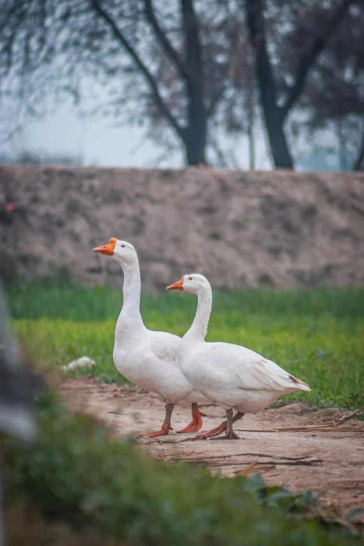 two geese are on the ground in the rain