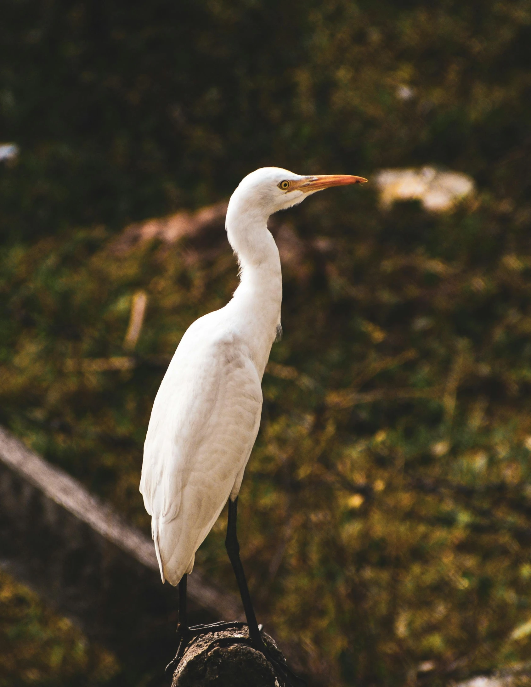 there is a white bird sitting on a hand