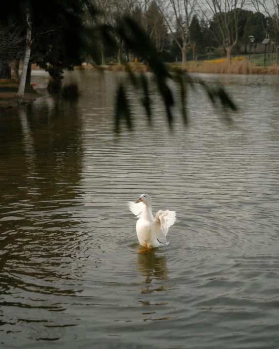 a swan is flying low to the water's edge