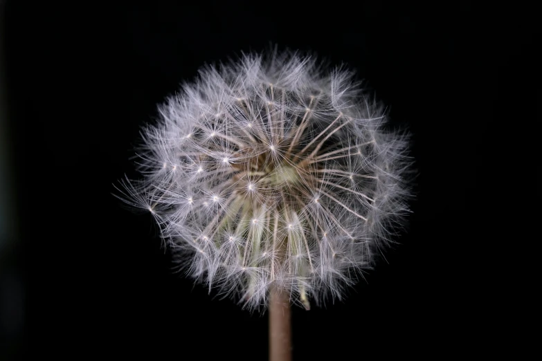 there is a very large dandelion on a plant