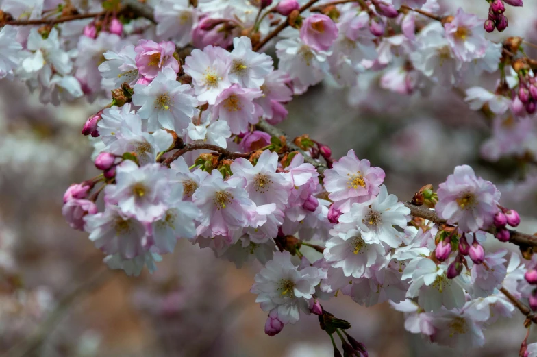 a nch with flowers on a white flowered tree