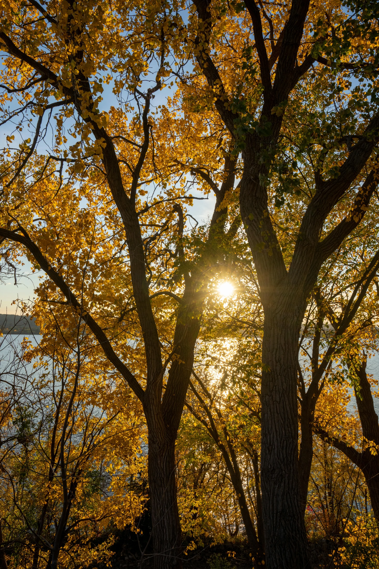 a bunch of trees with their yellow leaves on them