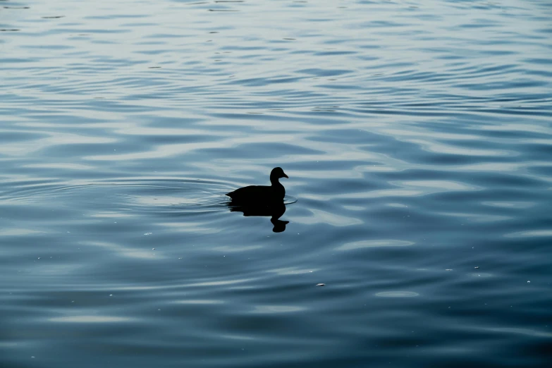 a duck swims through water near land