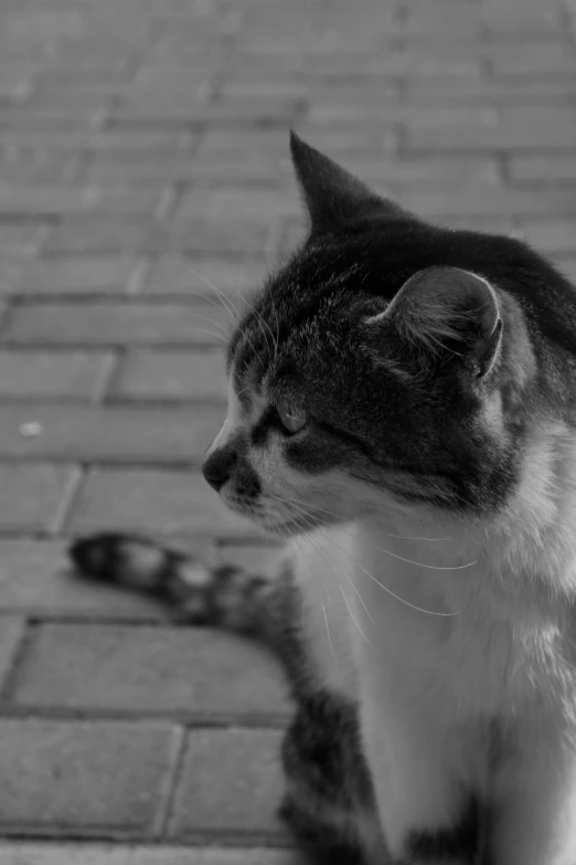 a striped cat with black and white spots looking at soing