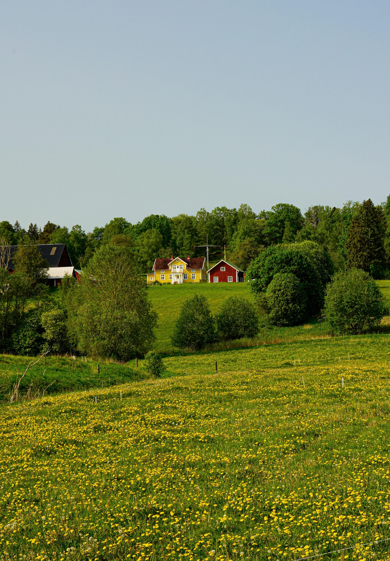 two cows grazing on the grass of a field