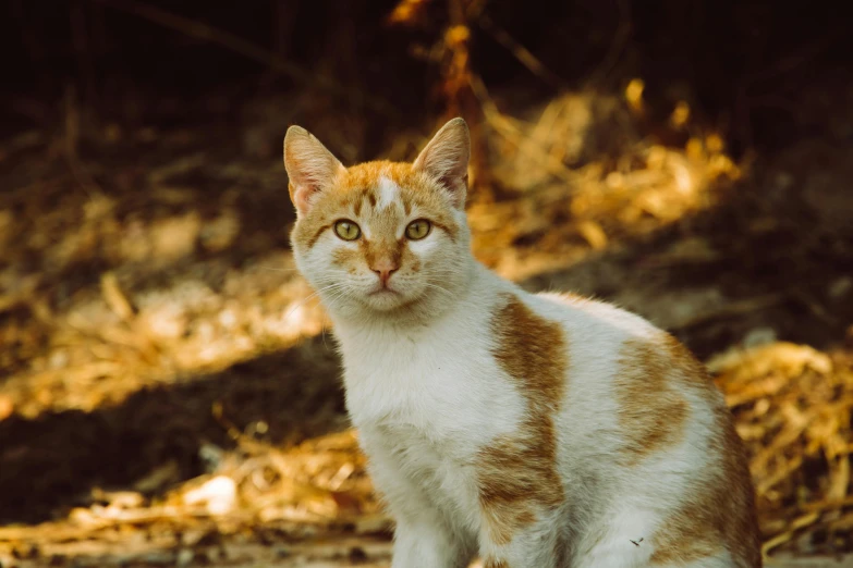a brown and white cat with big yellow eyes