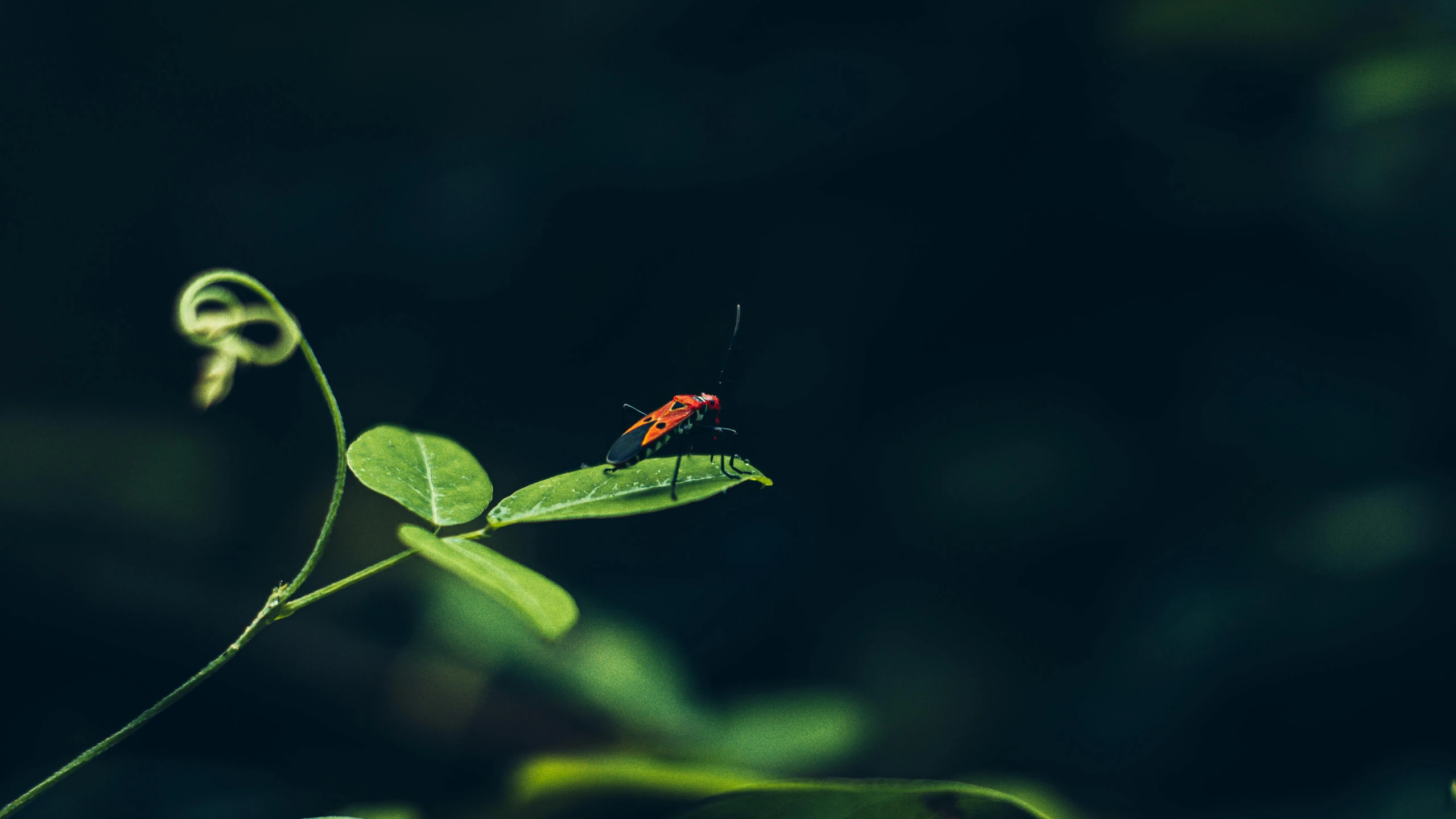 a small bug sits on top of a leaf