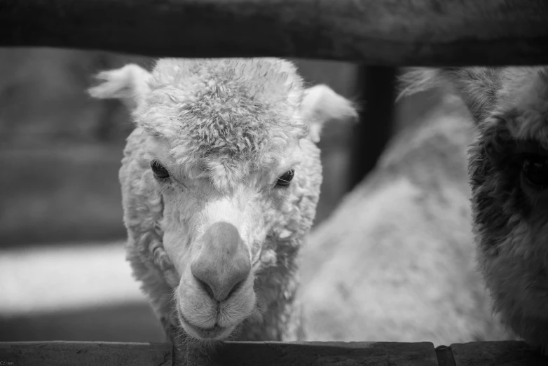 a close up of a sheep looking over a fence