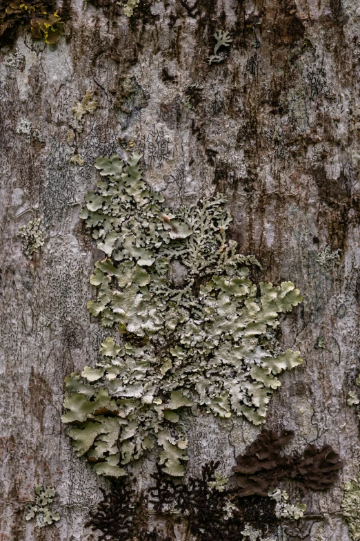 mossy plant life growing on the bark of a tree