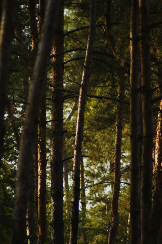 a group of tall pine trees in the woods