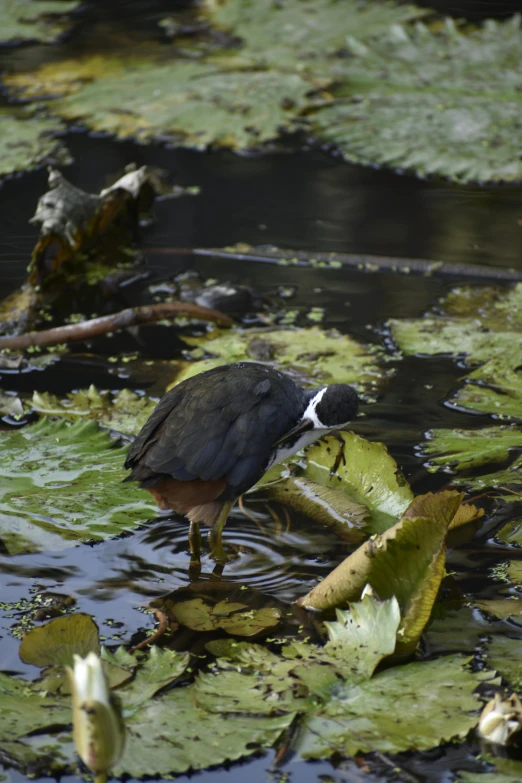 a bird stands on a swampy surface and looks down at the ground