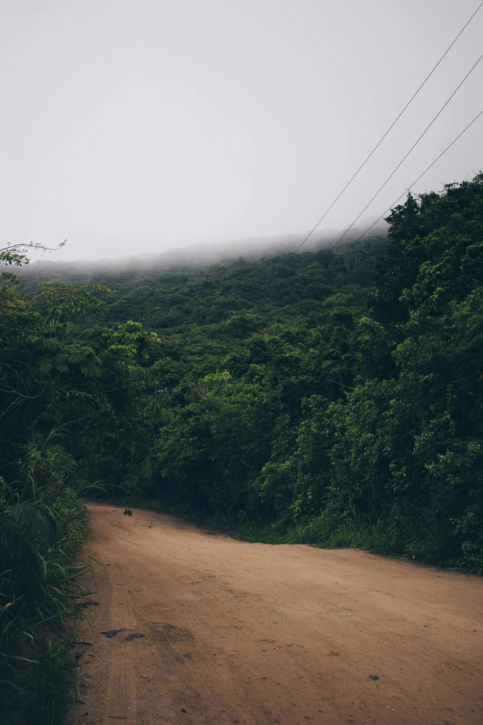 a dirt road surrounded by lots of trees