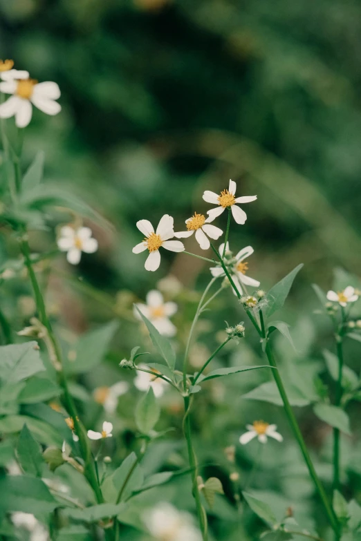 several small white and yellow flowers with green leaves