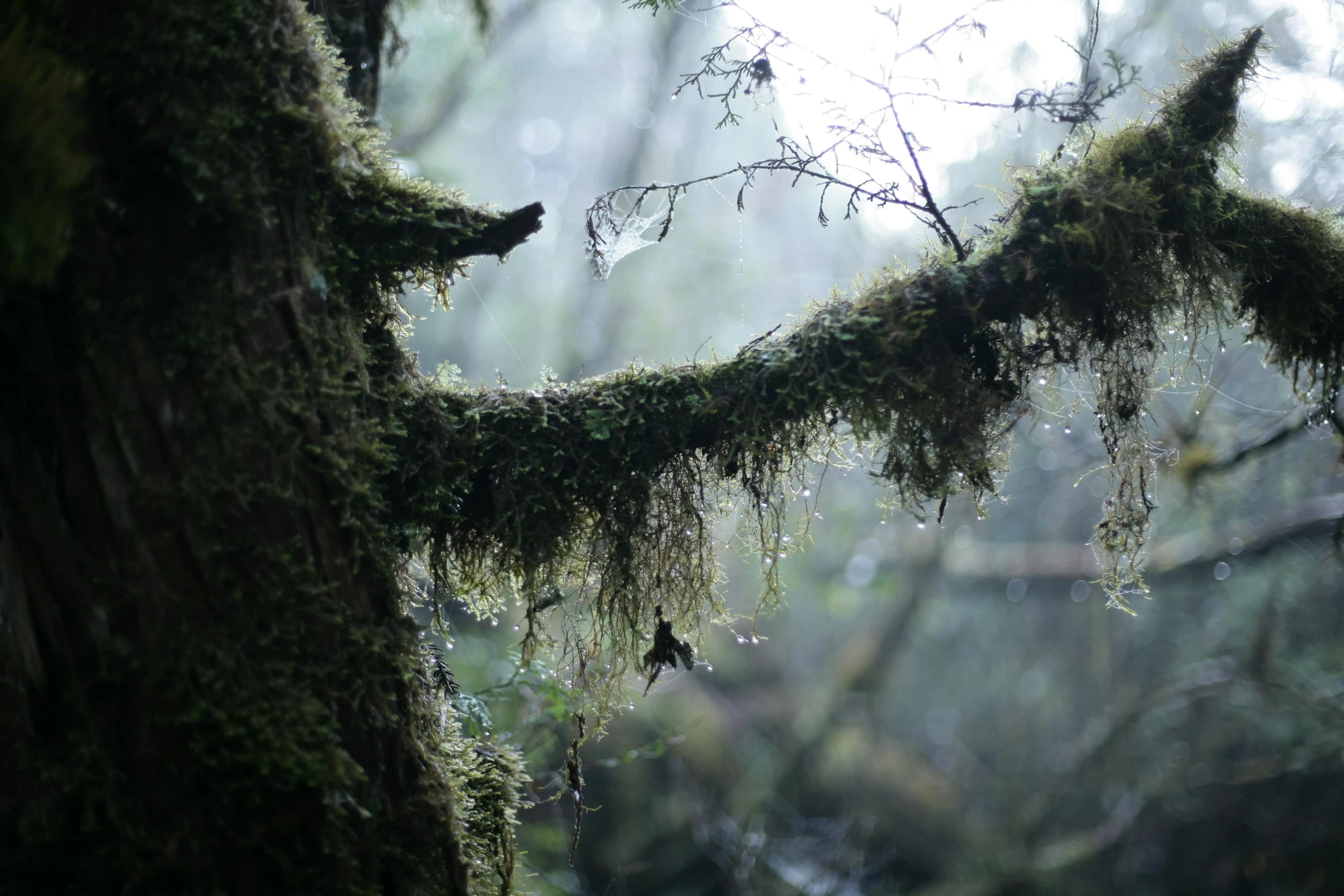 moss covered nch of a tree with drops of water on it