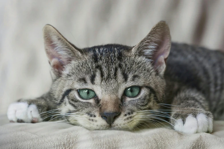 a close - up of the cat's green eyes has white stripes