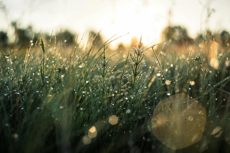 dewdrops on grass in the sunlight during sunset