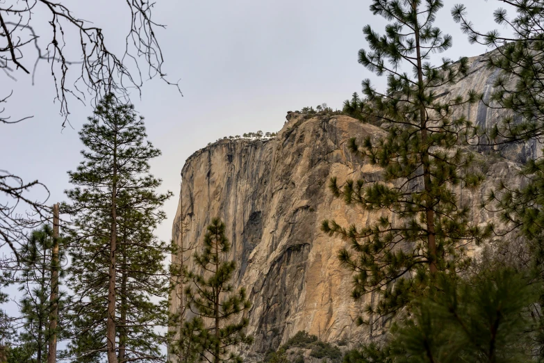 a tall rock face is surrounded by pine trees