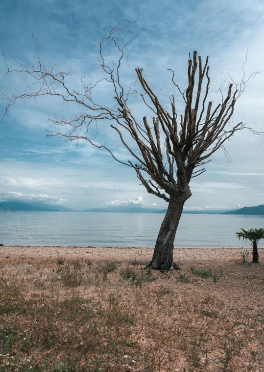 a bare tree next to a large body of water