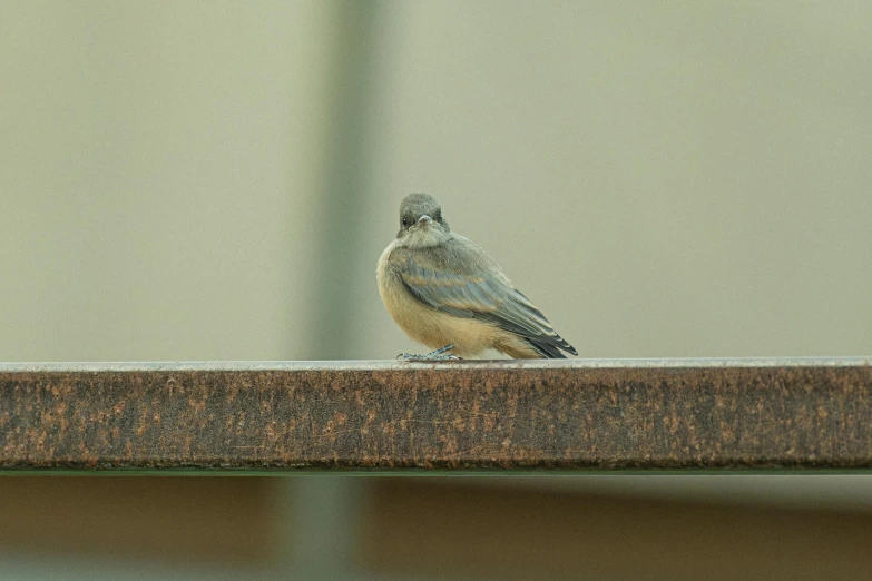 a small bird is standing on a metal fence