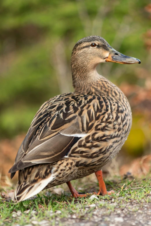 a close up of a duck on the ground