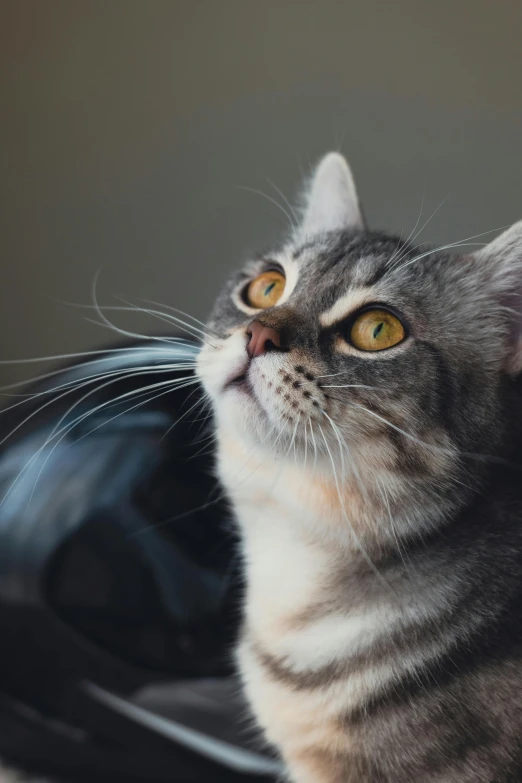 there is a grey cat that is sitting on the couch