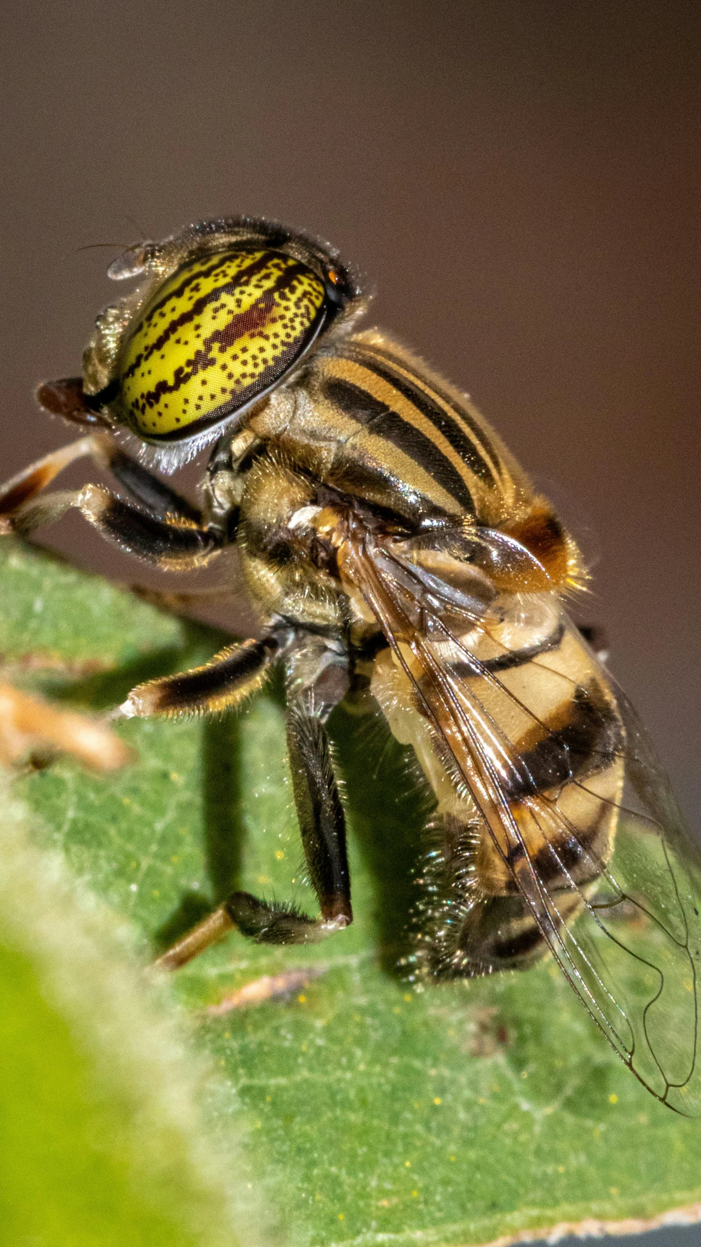 a striped hoverfack on a plant