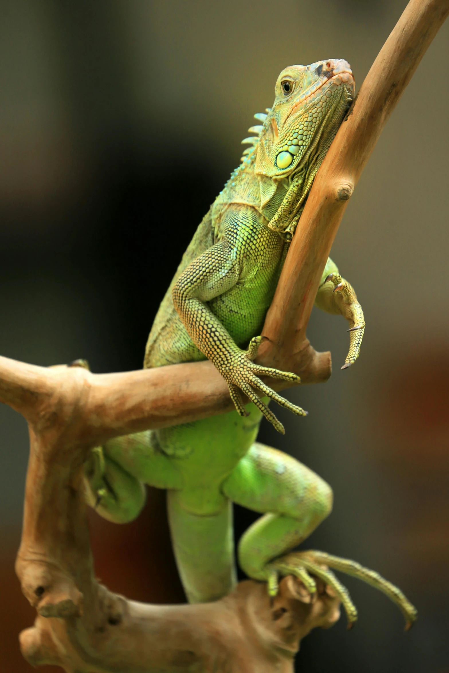 an iguana sits on a nch with another animal