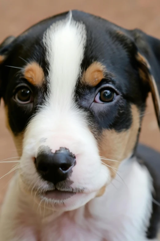 a puppy is staring straight ahead in a cute way