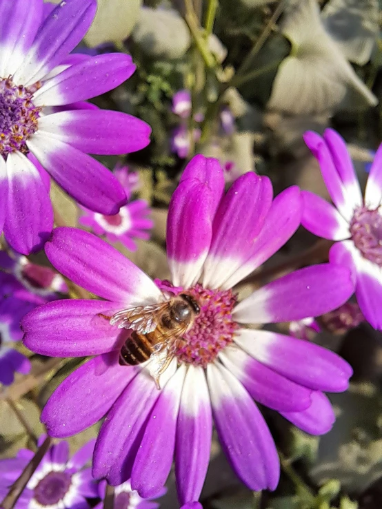 a flower with a bee on top is surrounded by smaller flowers