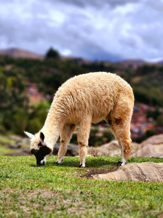 a small animal is standing and eating grass