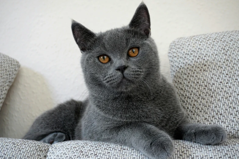 a cat on a couch looking at the camera