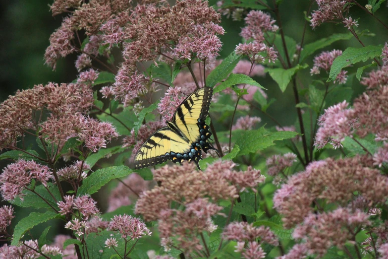 a yellow and black erfly on some pink flowers