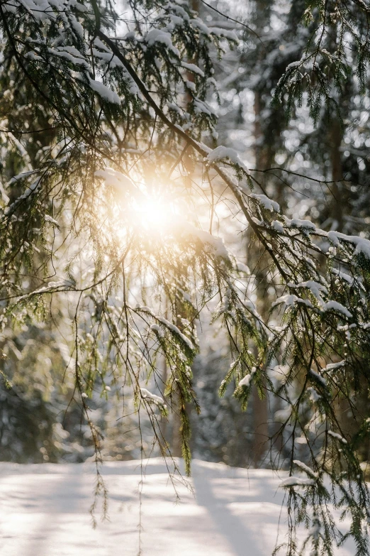 sunlight through the nches of a tree covered in snow