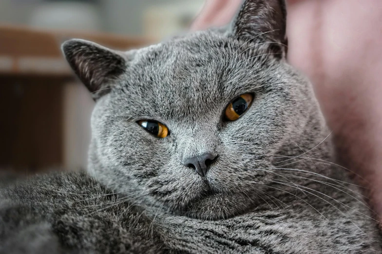 a grey cat is relaxing in the sunlight