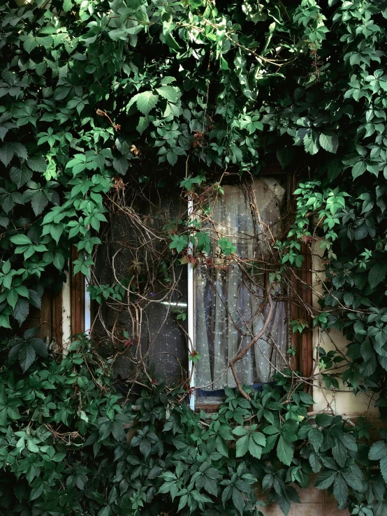 an old window is covered by green leaves