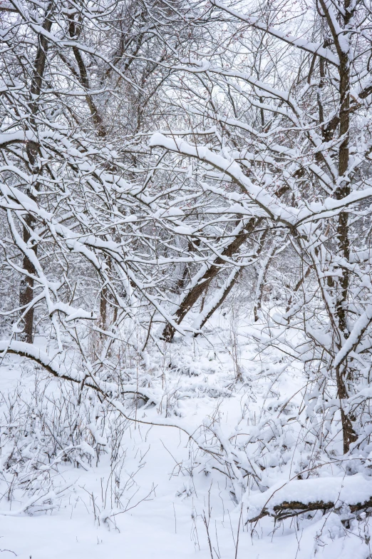 a wooded area with snow covered trees