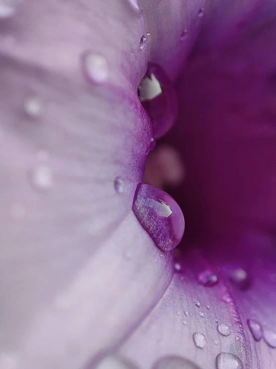 a large pink flower with water drops on it's petals