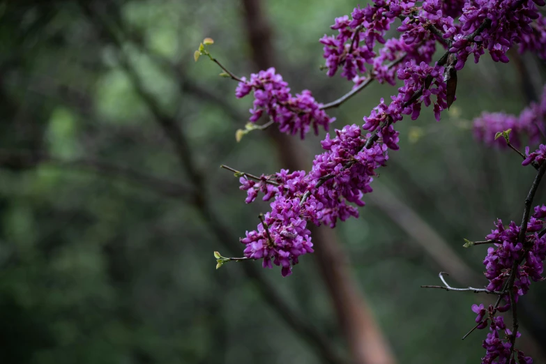 purple flowers blooming on a nch in the woods