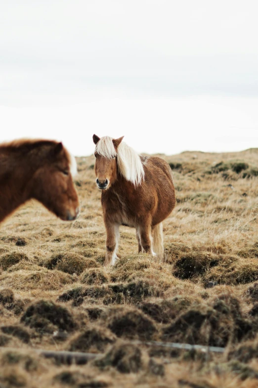 a small brown and white horse in a field