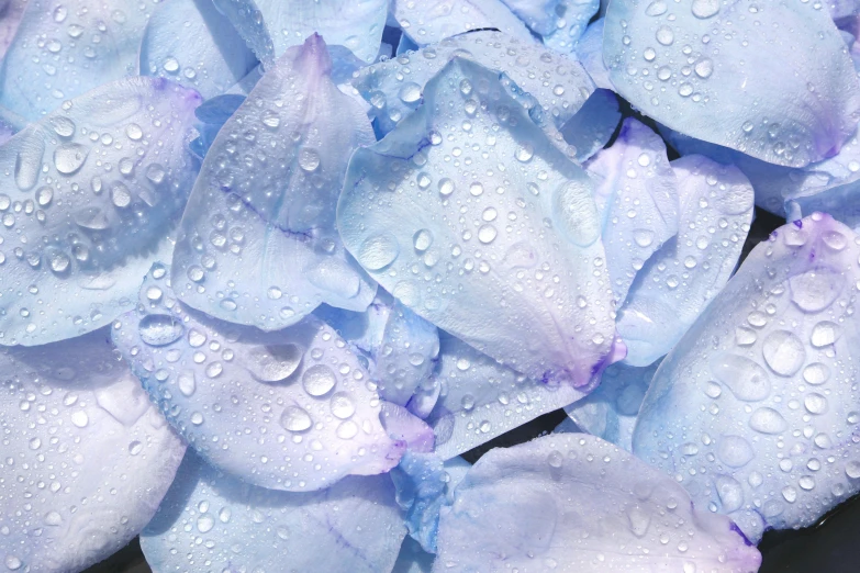 a large bunch of blue flowers with water drops